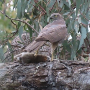 Accipiter fasciatus at Red Hill, ACT - 28 Oct 2021