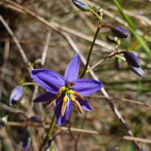 Dianella revoluta var. revoluta at Cook, ACT - 27 Oct 2021