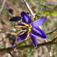 Dianella revoluta var. revoluta at Cook, ACT - 27 Oct 2021