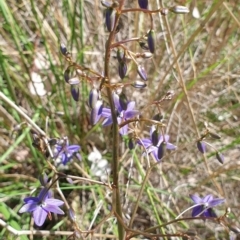 Dianella revoluta var. revoluta at Cook, ACT - 27 Oct 2021