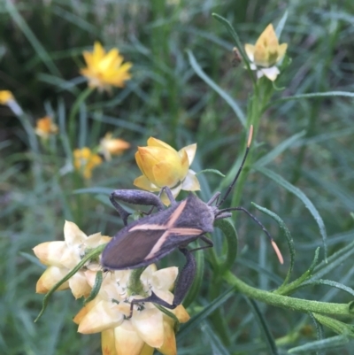 Mictis profana (Crusader Bug) at Macquarie, ACT - 28 Oct 2021 by dgb900