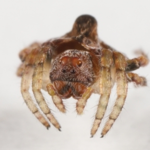 Dolophones sp. (genus) at Evatt, ACT - 15 Oct 2021