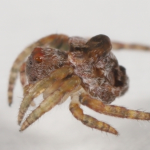 Dolophones sp. (genus) at Evatt, ACT - 15 Oct 2021