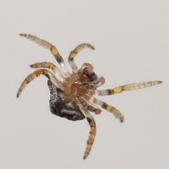 Dolophones sp. (genus) at Evatt, ACT - 15 Oct 2021 02:39 PM