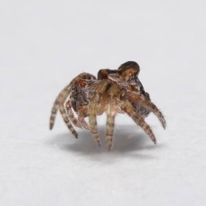 Dolophones sp. (genus) at Evatt, ACT - 15 Oct 2021