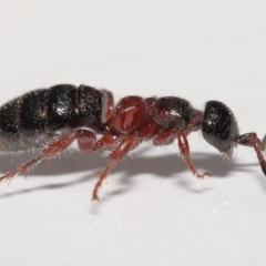 Tiphiidae (family) (Unidentified Smooth flower wasp) at Evatt, ACT - 18 Oct 2021 by TimL