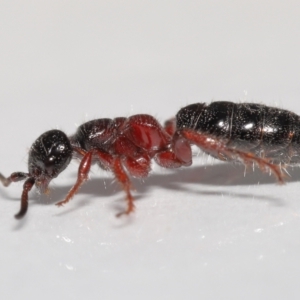 Tiphiidae (family) at Evatt, ACT - 18 Oct 2021