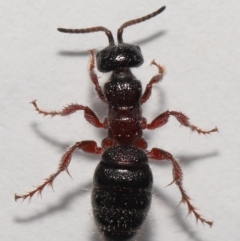 Tiphiidae (family) at Evatt, ACT - 18 Oct 2021