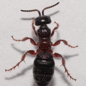 Tiphiidae (family) at Evatt, ACT - 18 Oct 2021