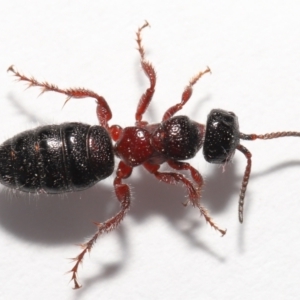 Tiphiidae (family) at Evatt, ACT - 18 Oct 2021