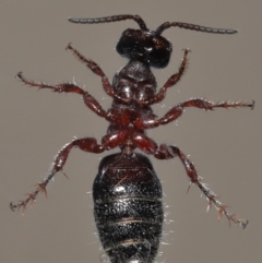 Tiphiidae (family) at Evatt, ACT - 18 Oct 2021