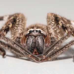 Neosparassus calligaster at Evatt, ACT - 21 Oct 2021