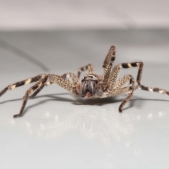 Neosparassus calligaster at Evatt, ACT - 21 Oct 2021