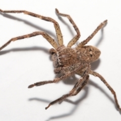 Neosparassus calligaster at Evatt, ACT - 21 Oct 2021