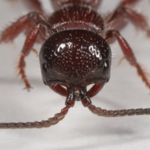 Tiphiidae (family) at Evatt, ACT - 22 Oct 2021