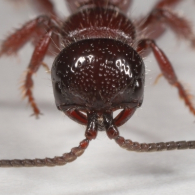 Tiphiidae (family) (Unidentified Smooth flower wasp) at Evatt, ACT - 22 Oct 2021 by TimL