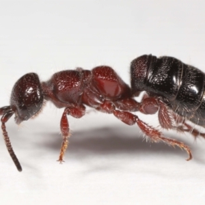 Tiphiidae (family) at Evatt, ACT - 22 Oct 2021