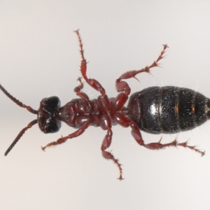 Tiphiidae (family) at Evatt, ACT - 22 Oct 2021