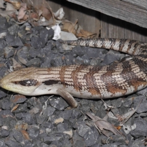 Tiliqua scincoides scincoides at Evatt, ACT - 24 Oct 2021