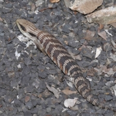 Tiliqua scincoides scincoides at Evatt, ACT - 24 Oct 2021