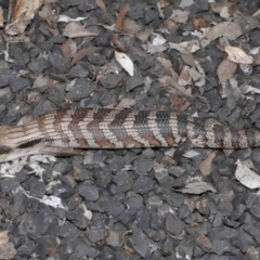 Tiliqua scincoides scincoides at Evatt, ACT - 24 Oct 2021 03:44 PM