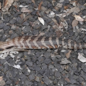 Tiliqua scincoides scincoides at Evatt, ACT - 24 Oct 2021