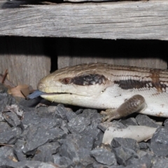 Tiliqua scincoides scincoides at Evatt, ACT - 24 Oct 2021 03:44 PM