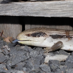 Tiliqua scincoides scincoides at Evatt, ACT - 24 Oct 2021