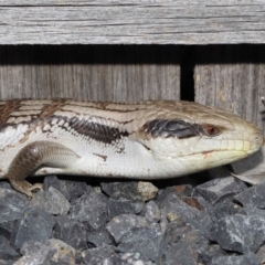 Tiliqua scincoides scincoides at Evatt, ACT - 24 Oct 2021