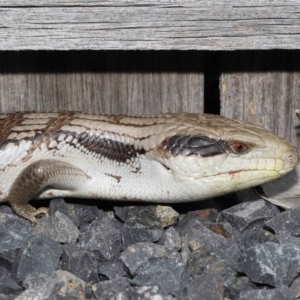 Tiliqua scincoides scincoides at Evatt, ACT - 24 Oct 2021