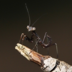 Mantidae (family) adult or nymph at Evatt, ACT - 24 Oct 2021 by TimL