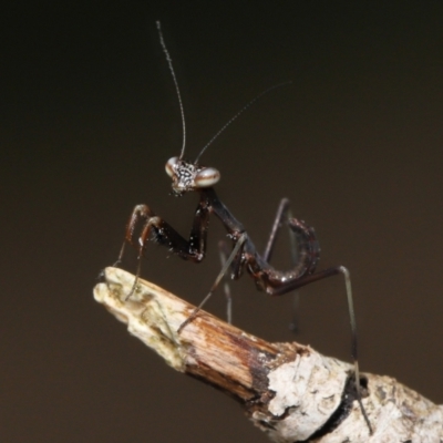 Archimantis sp. (genus) at Evatt, ACT - 24 Oct 2021 by TimL