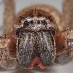 Neosparassus calligaster (Beautiful Badge Huntsman) at Evatt, ACT - 25 Oct 2021 by TimL