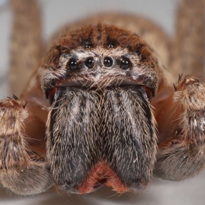 Neosparassus calligaster (Beautiful Badge Huntsman) at Evatt, ACT - 25 Oct 2021 by TimL