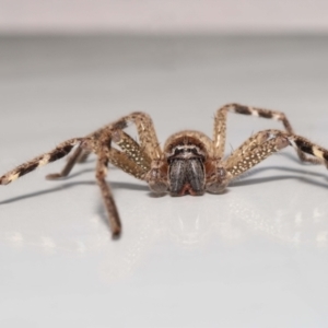 Neosparassus calligaster at Evatt, ACT - 25 Oct 2021