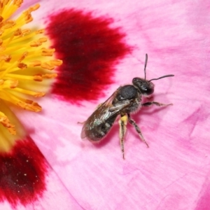 Lasioglossum (Chilalictus) sp. (genus & subgenus) at Evatt, ACT - 27 Oct 2021 02:18 PM