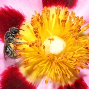 Lasioglossum (Chilalictus) sp. (genus & subgenus) at Evatt, ACT - 27 Oct 2021 02:18 PM