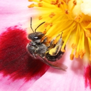 Lasioglossum (Chilalictus) sp. (genus & subgenus) at Evatt, ACT - 27 Oct 2021 02:18 PM