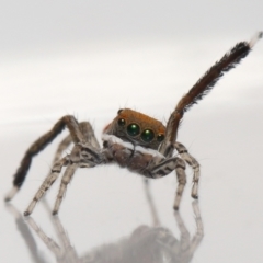 Maratus pavonis (Dunn's peacock spider) at Evatt, ACT - 23 Oct 2021 by TimL