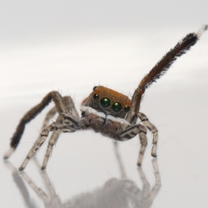 Maratus pavonis at Evatt, ACT - 23 Oct 2021