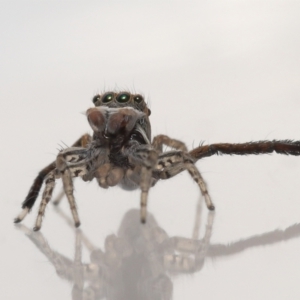 Maratus pavonis at Evatt, ACT - 23 Oct 2021