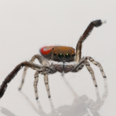 Maratus pavonis at Evatt, ACT - suppressed