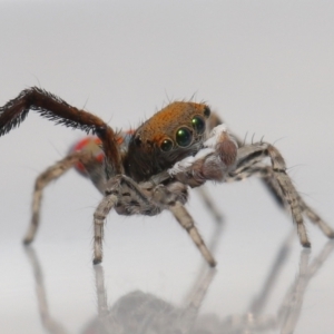 Maratus pavonis at Evatt, ACT - suppressed