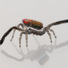 Maratus pavonis at Evatt, ACT - 23 Oct 2021