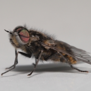 Tabanidae (family) at Evatt, ACT - 24 Oct 2021