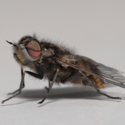 Tabanidae (family) (Unidentified march or horse fly) at Evatt, ACT - 24 Oct 2021 by TimL