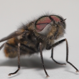 Tabanidae (family) at Evatt, ACT - 24 Oct 2021