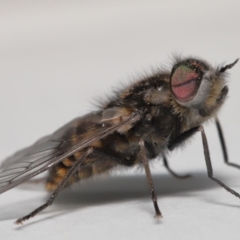 Tabanidae (family) at Evatt, ACT - 24 Oct 2021