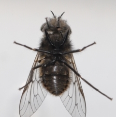 Tabanidae (family) at Evatt, ACT - 24 Oct 2021