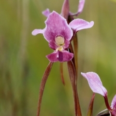 Diuris diminuta at Penrose, NSW - 27 Oct 2021 by Snowflake